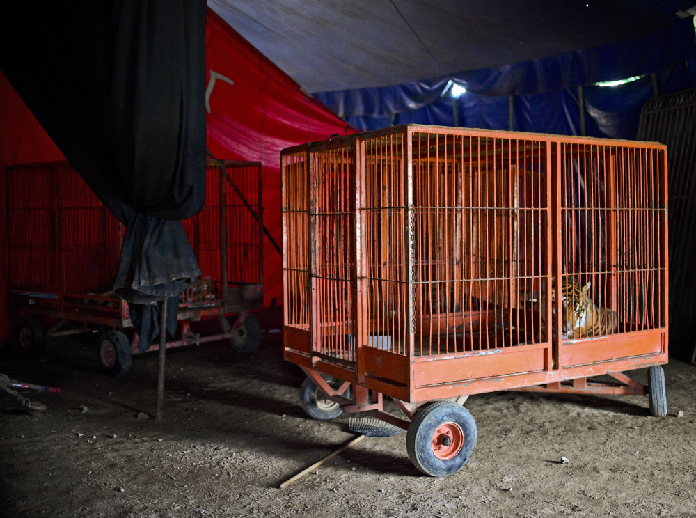 Mexico doodt duizenden circusdieren