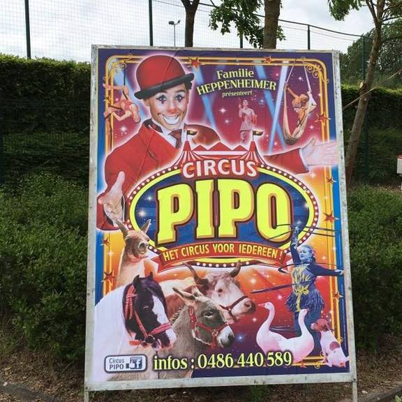 pipo5