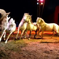 Kerstcircus Tilburg aan zijden draadje