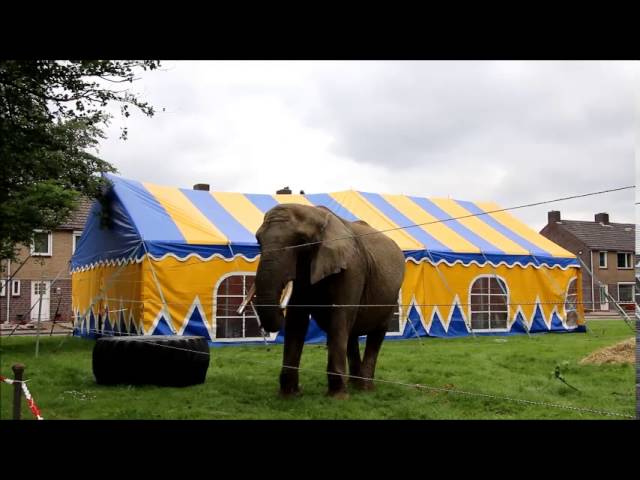 Artiest Cirque du Soleil valt van grote hoogte