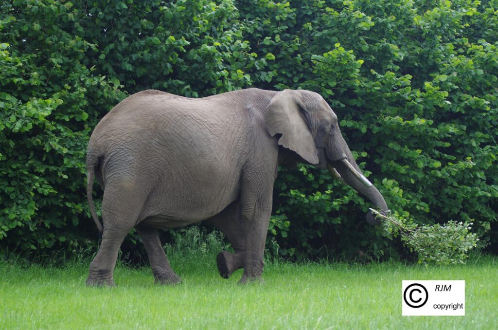 Is terugkomst olifant Buba reden voor vernielingen?