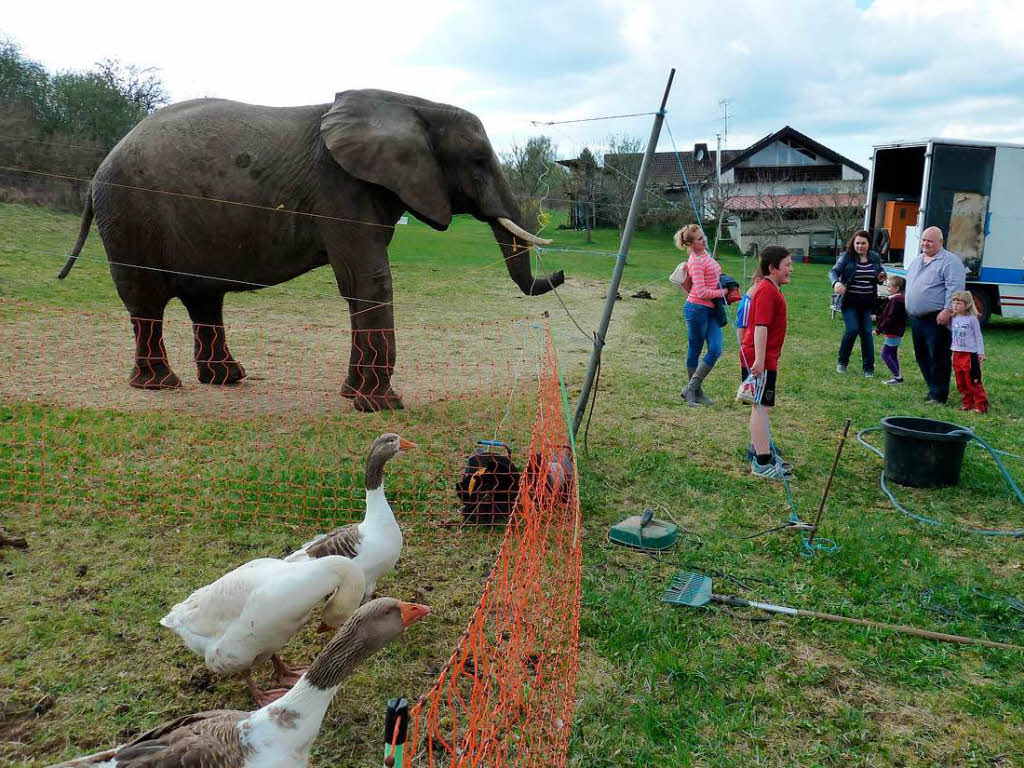 Circusdirecteur boet voor ontsnapte olifant