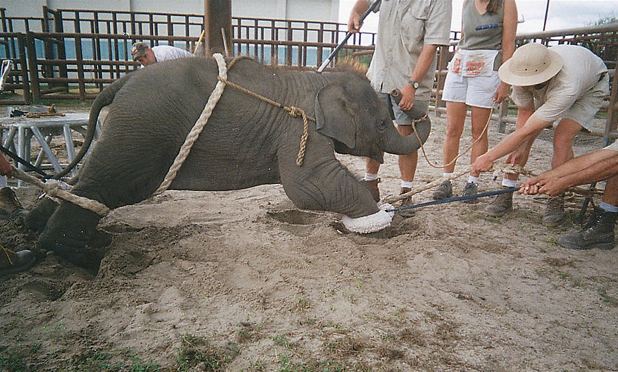 Activisten misbruiken foto’s babyolifant nu voor reisindustrie