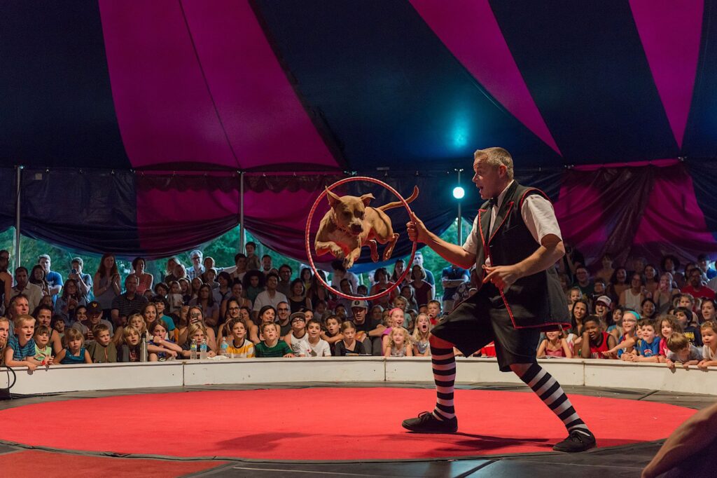 Circus als opvangplaats voor dieren in nood