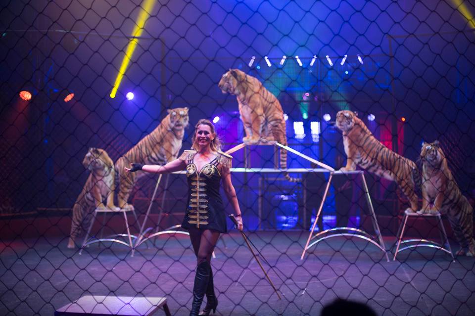verf Los Elektropositief Verbod op het optreden met wilde dieren in circussen, klopt het wel? -  Circusweb