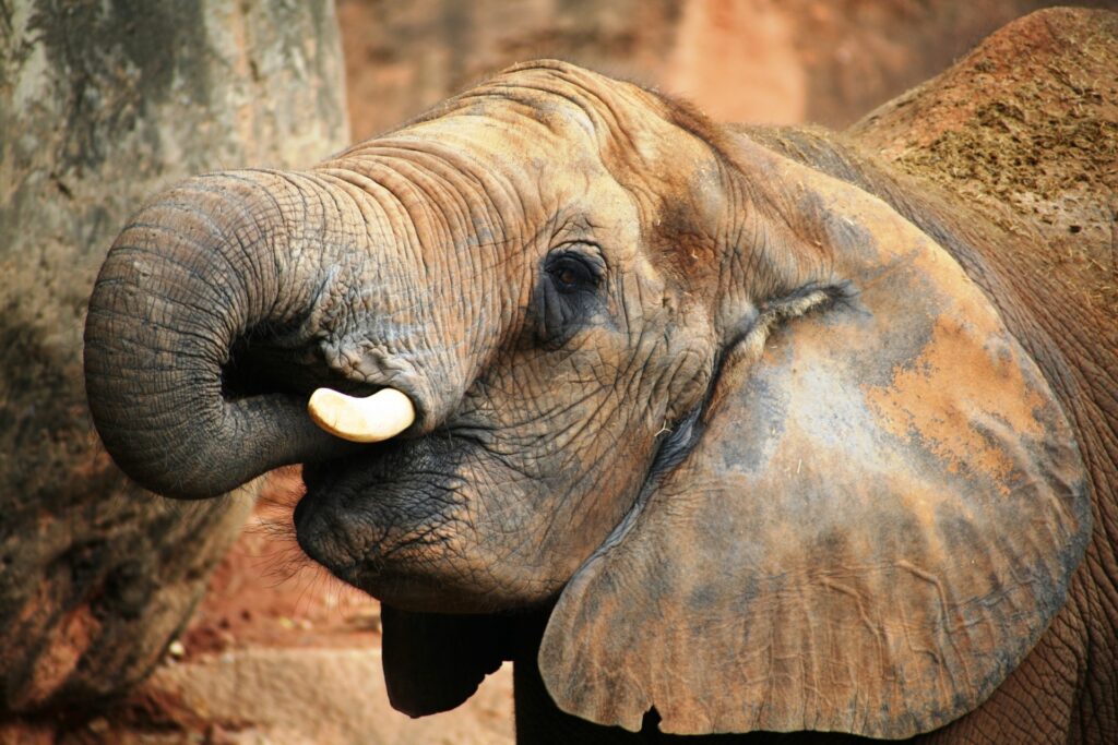 Dode olifant in vijver van Zuiderpark