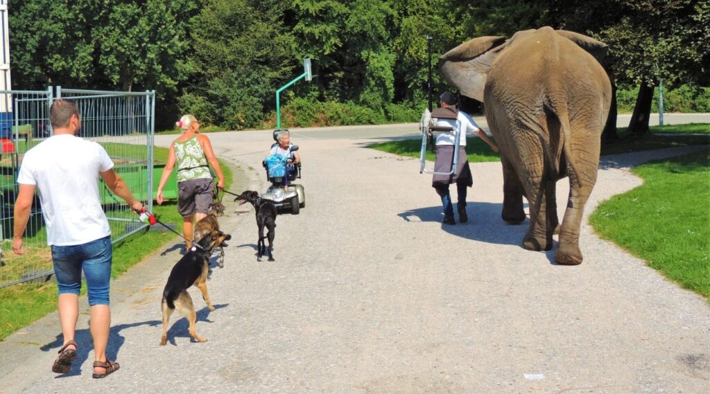 Olifant Buba verhuisd naar Kimba Elefant Park