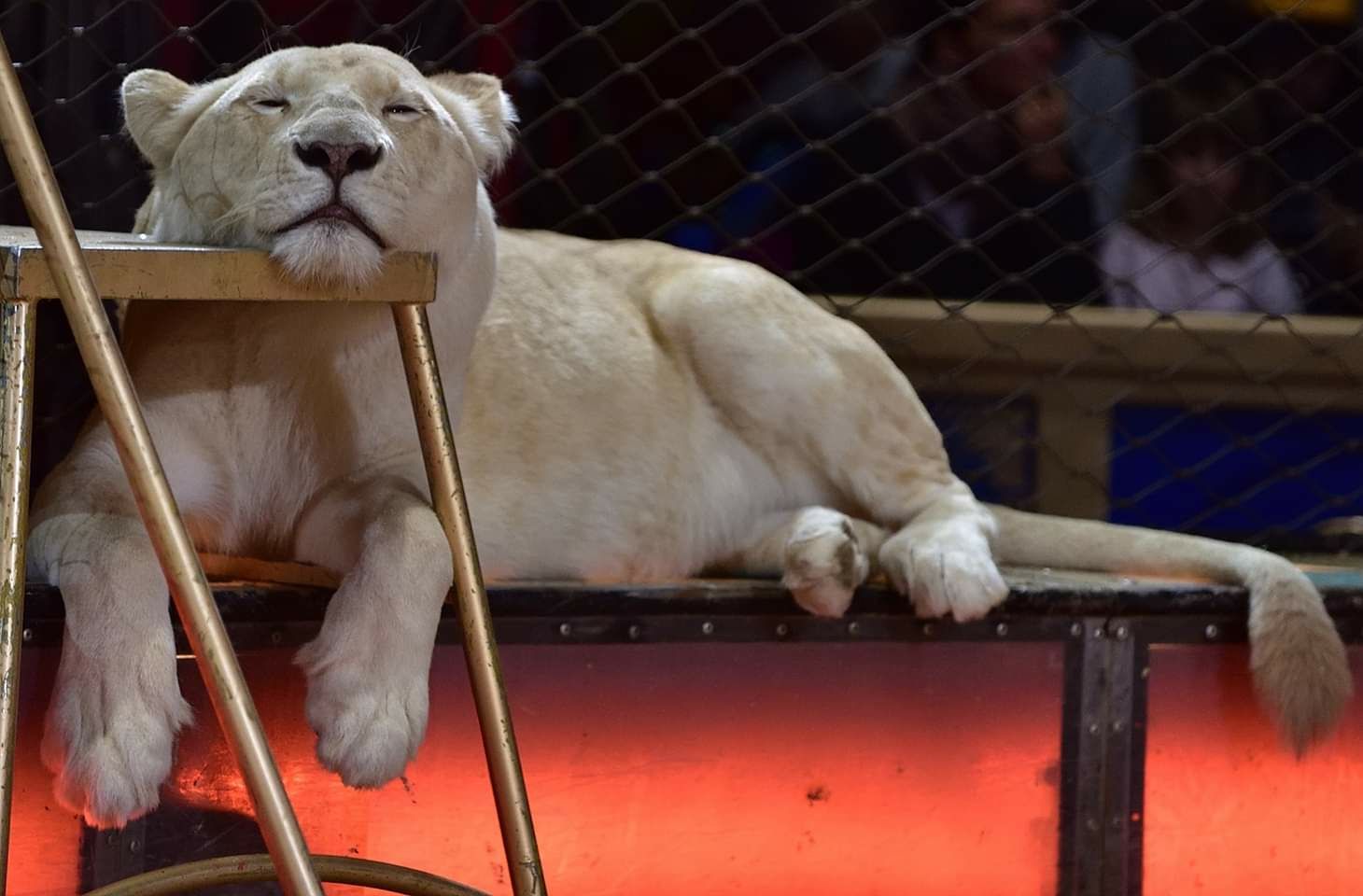 Sada klok Nauwgezet Verbod op "wilde" dieren gaat niet door ! - Circusweb