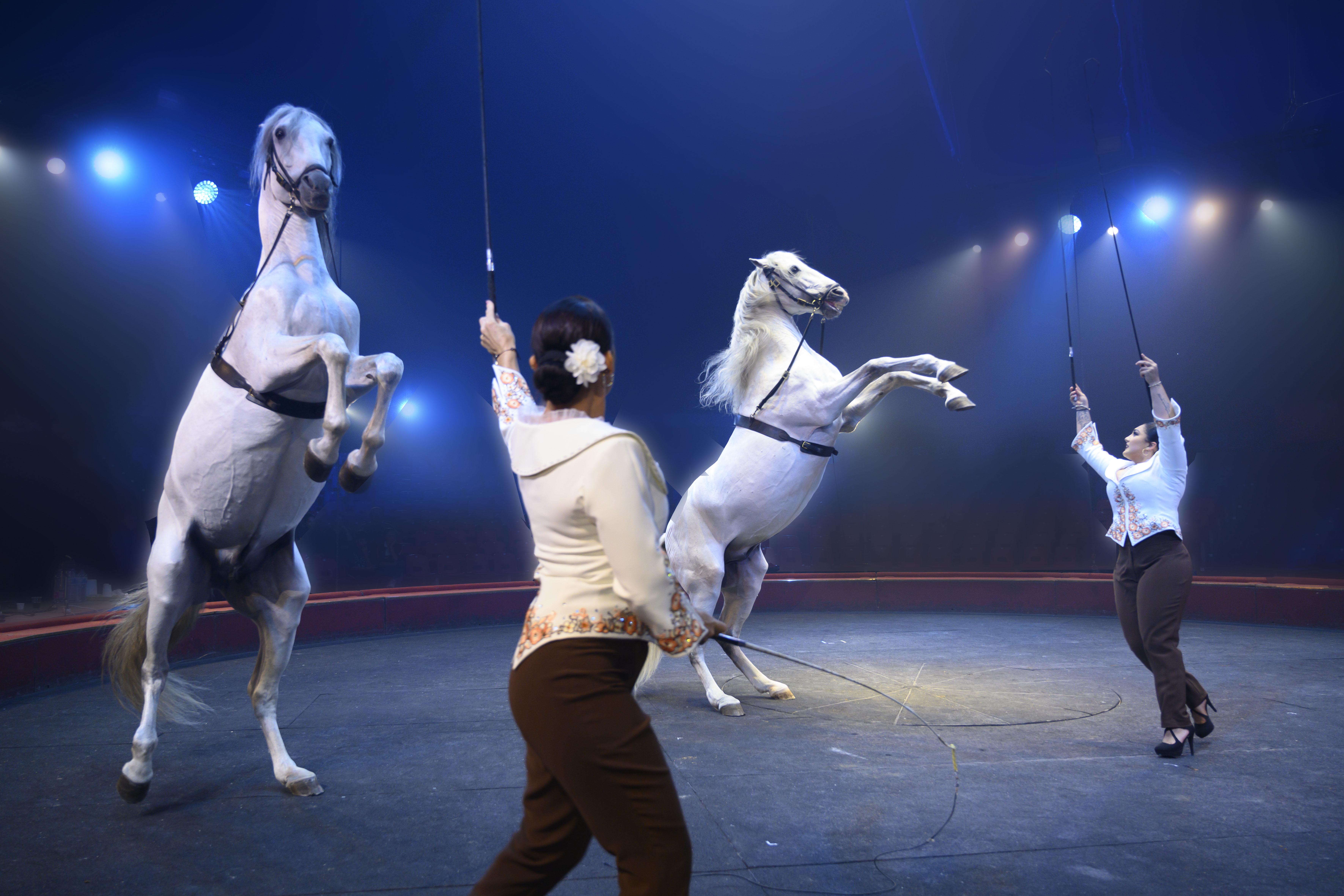 Paarden Arlette Gruss op Circusweb