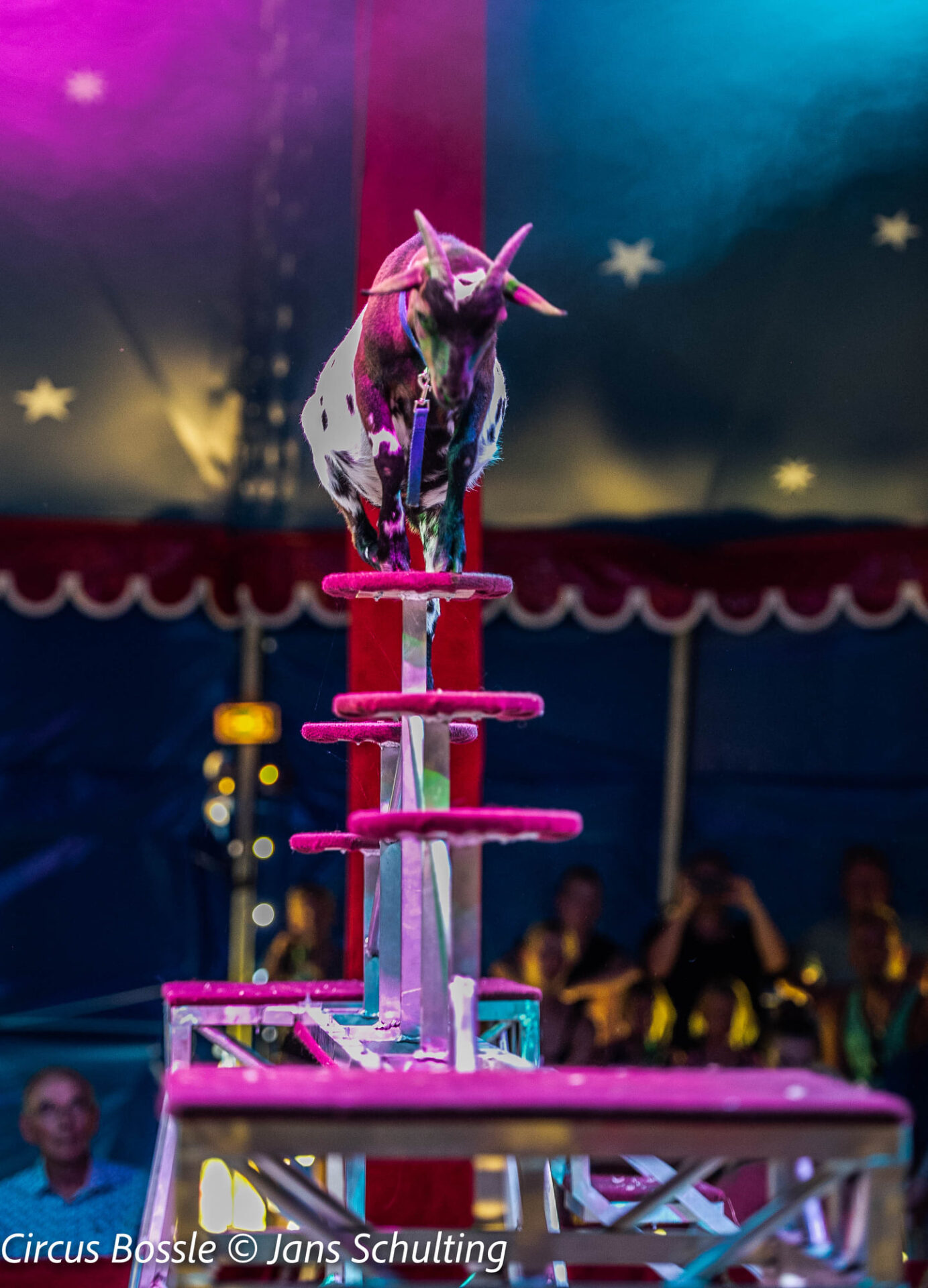 Circus Bossle deel 2 Circusweb