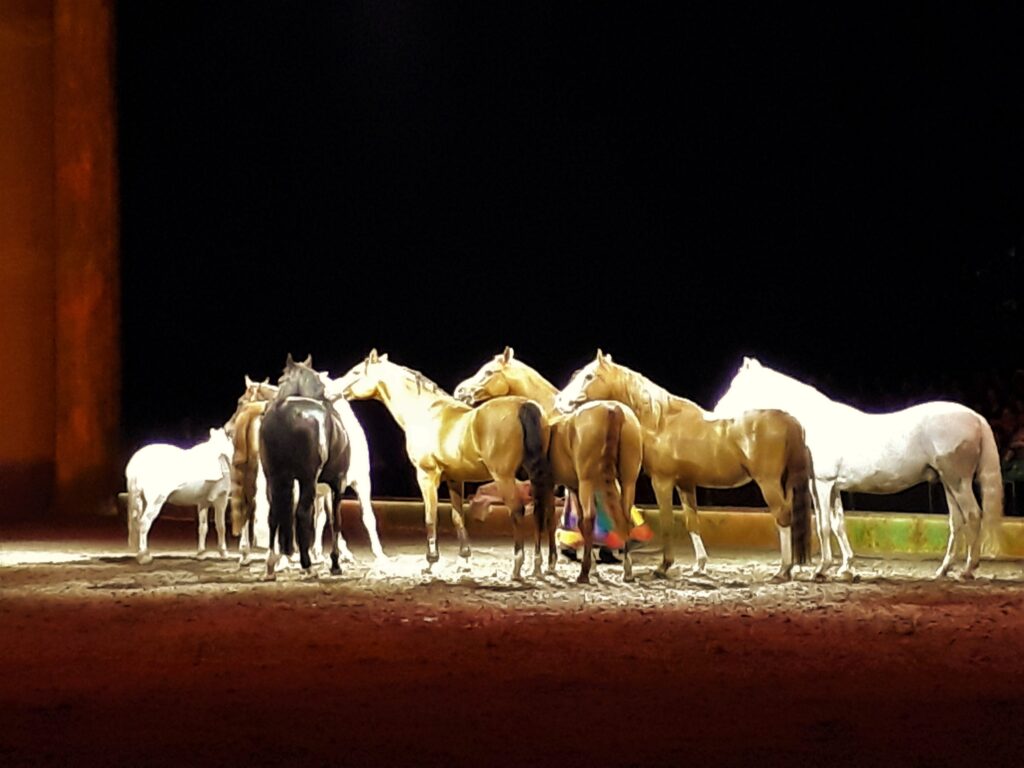 CAVALUNNA CELEBRATION IN AHOY ROTTERDAM