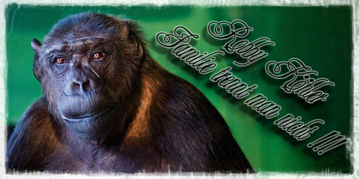 Chimpansee Robby (51) overleden