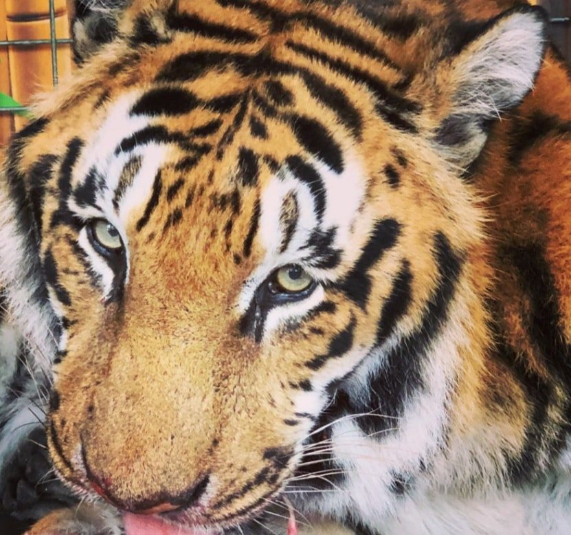 Bengaalse tijger Raja (22) Circus Krone overleden