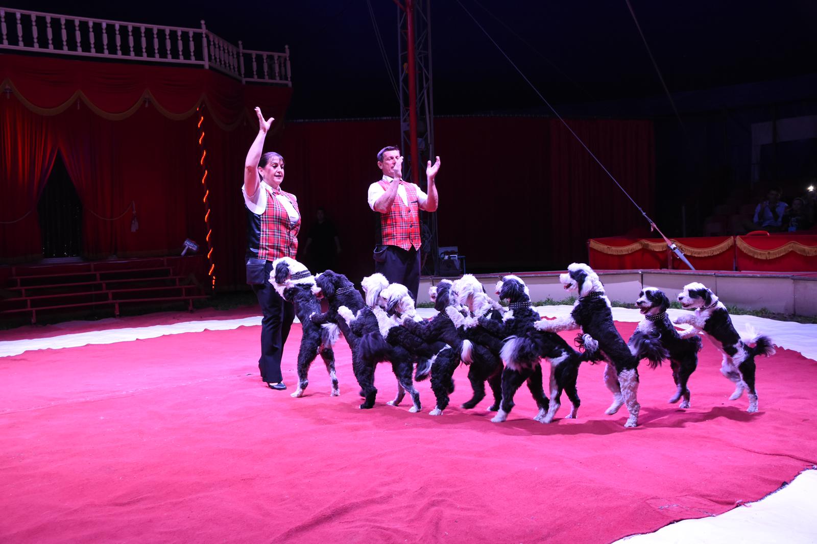 Circus Medrano Zwitserland met mooie uitschieters