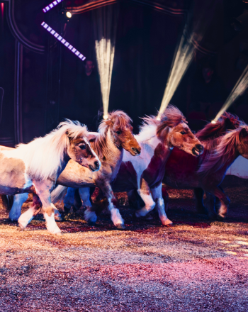 Limburgs Nieuwjaarscircus, Sittard-Geleen, 05-01-2025 (CWD-0000125)