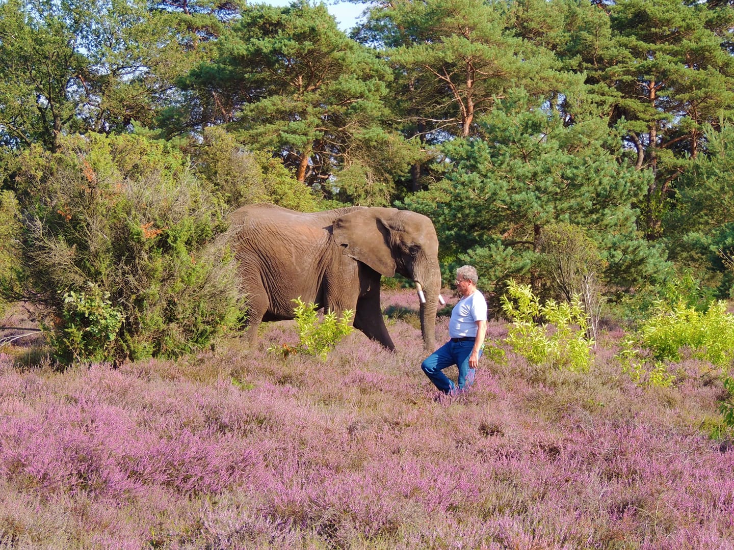 Olifant Buba overleden