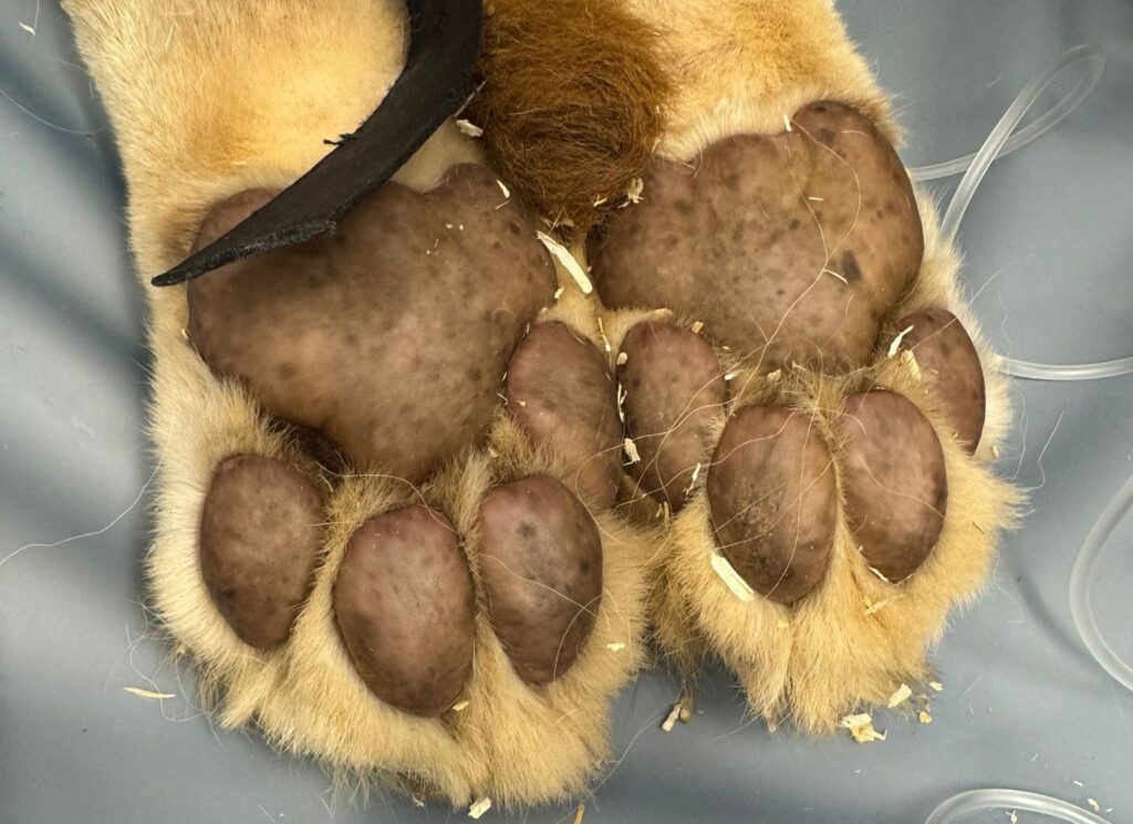 Met een leeuw in de CT-scan