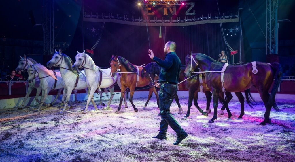 Almere voert als eerste gemeente volledig verbod op circusdieren in: wat betekent dit voor de sector?