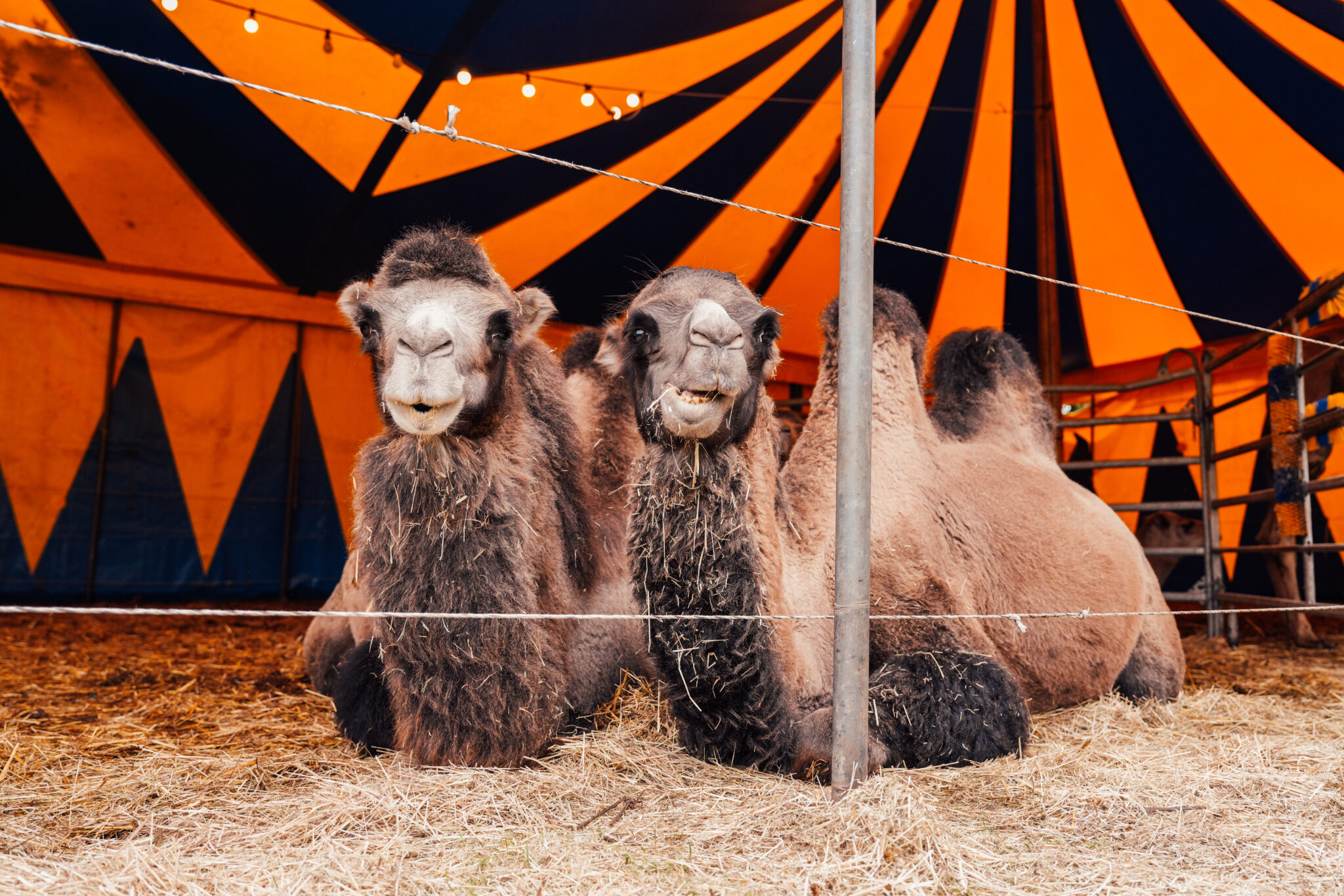 De Circusdieren-week op Circusweb: vier artikelen over een actueel onderwerp