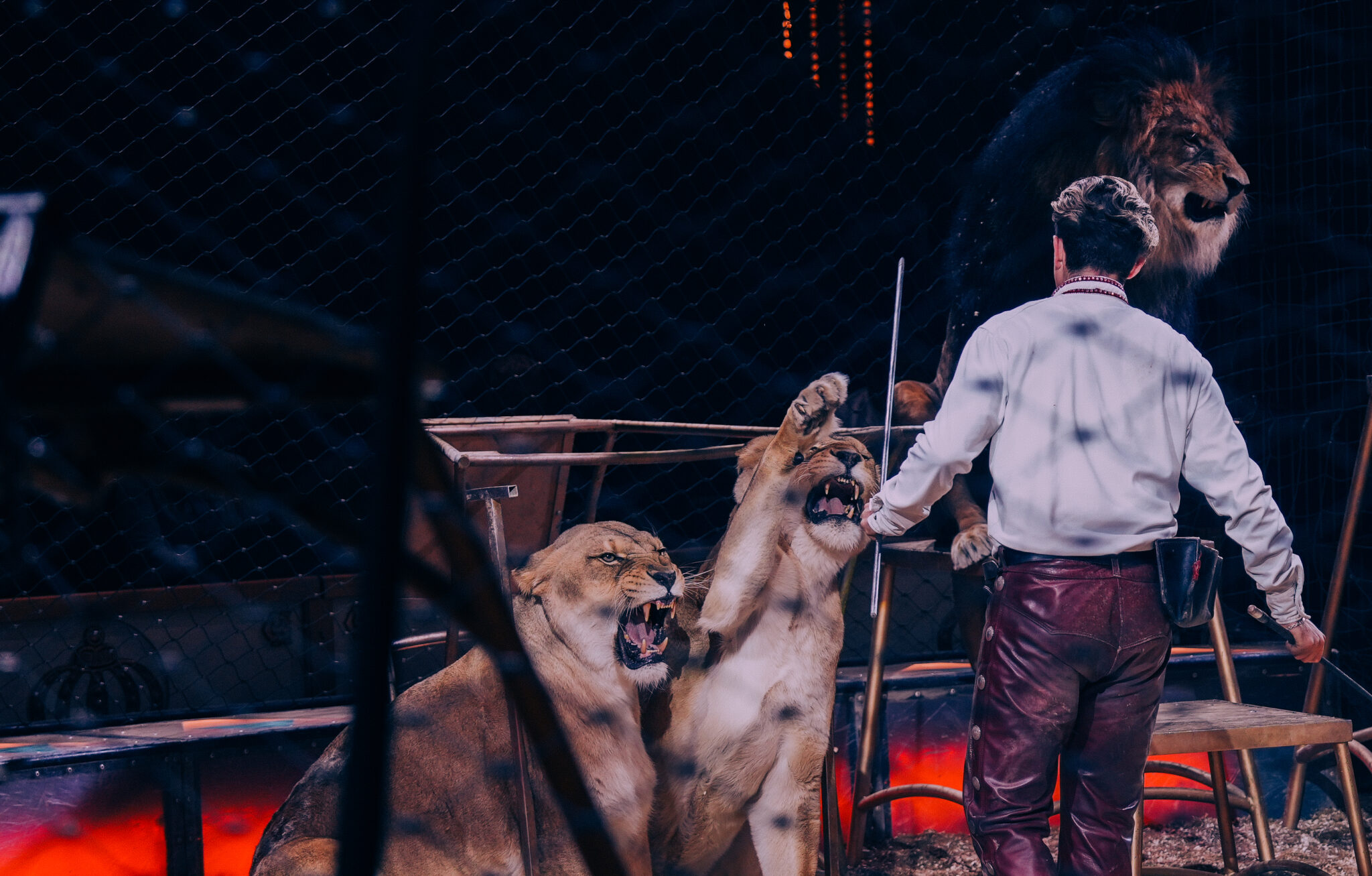 RECENSIE | Circus Krone schittert met ‘Farbenspiel’, maar verliest zich soms in de show